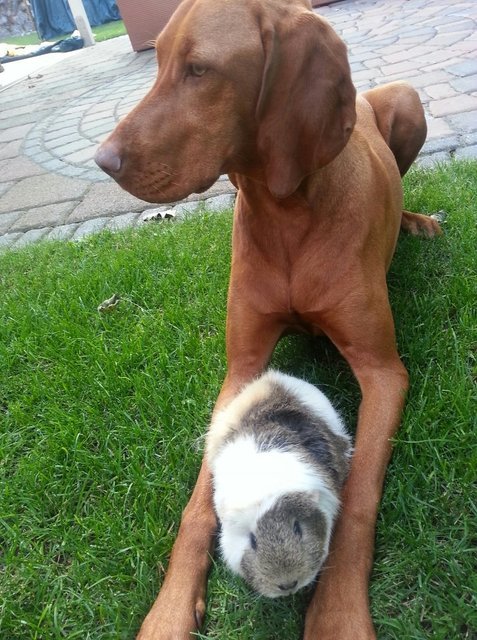 Beste Freunde