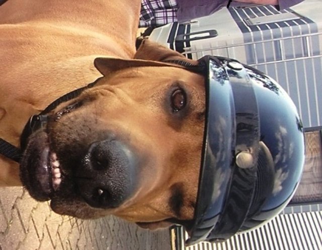 Ich möchte endlich wieder Moped fahren!
