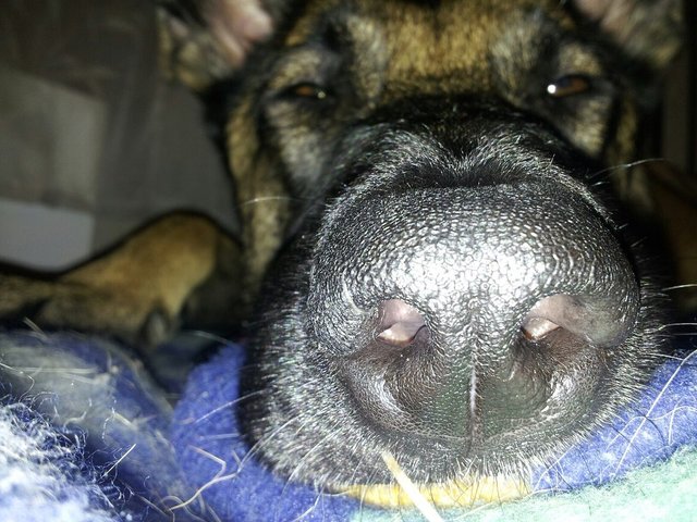 Zoey nach dem steak...