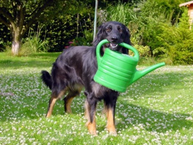 Ohne Cimbas Hilfe wäre unser Garten nicht so schön!