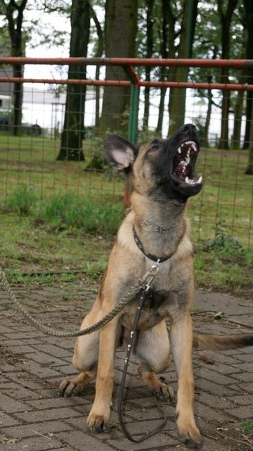 Die tut nix...die singt :-)