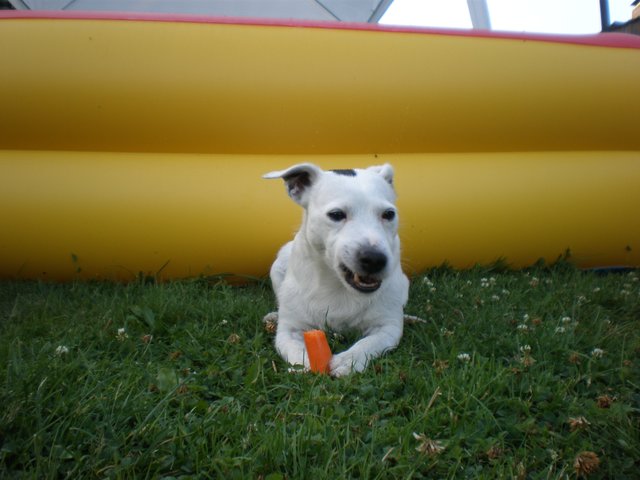 ...Jack, the Russell... egal ob Möhre oder Schweineohr, Hauptsache was zu futtern