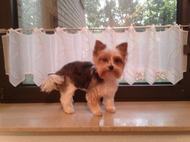 Uma nach dem Friseur