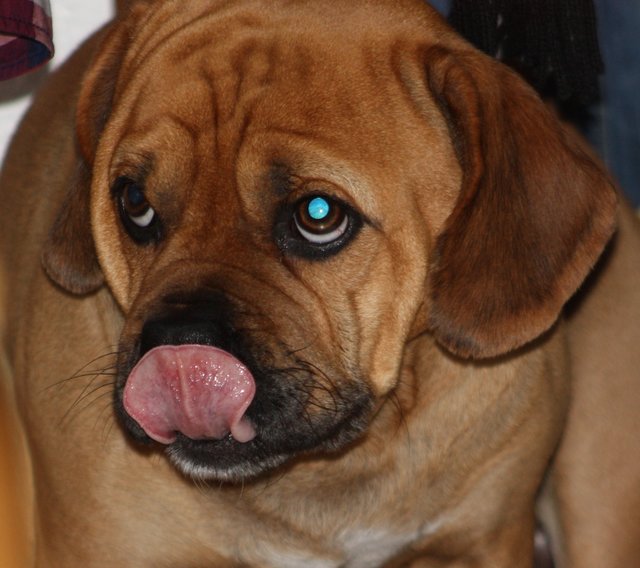 Puggel Cooper freut sich auf Futter :-)