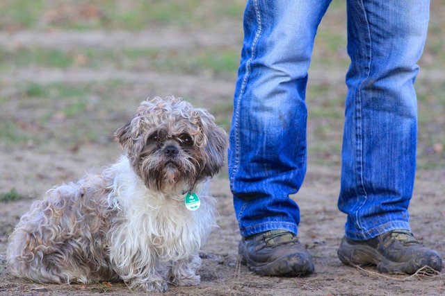 Lucky in der Hundeschule