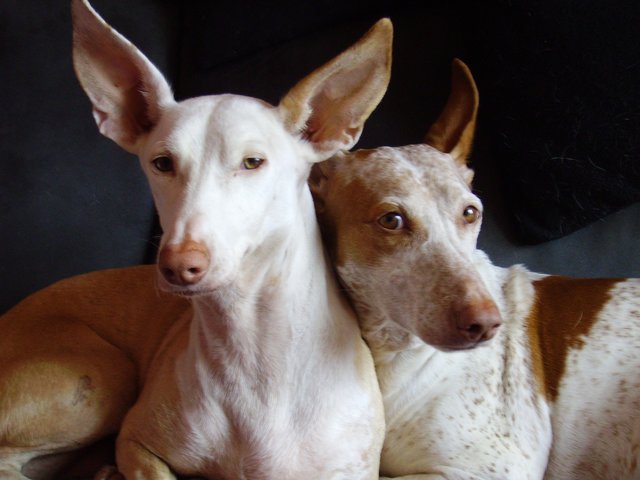 damenkränzchen bei heidi und gabi