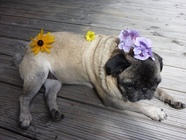 Flower Power Mops