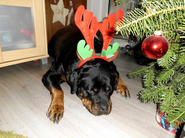 der tut nix der will nur geschenke