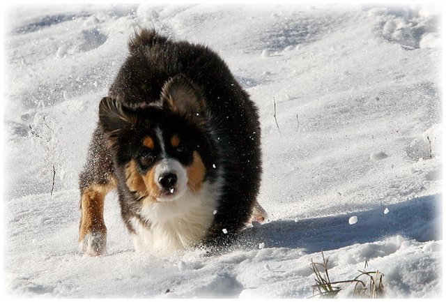Angel - Schneehase :o)