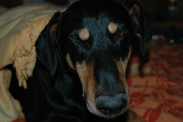 "Schau mir in die Augen, Kleines. Ich tue doch wirklich nichts" (Hund Penjo)