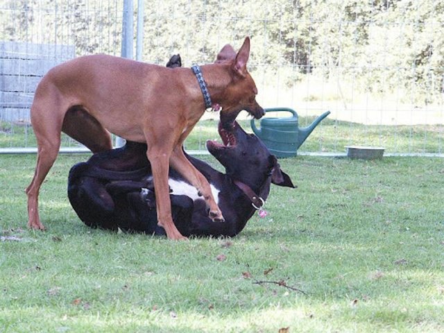Die tun nix die woll´n nur spielen