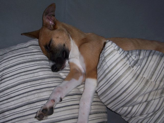Auf der couch ist es doch am gemütlichsten
