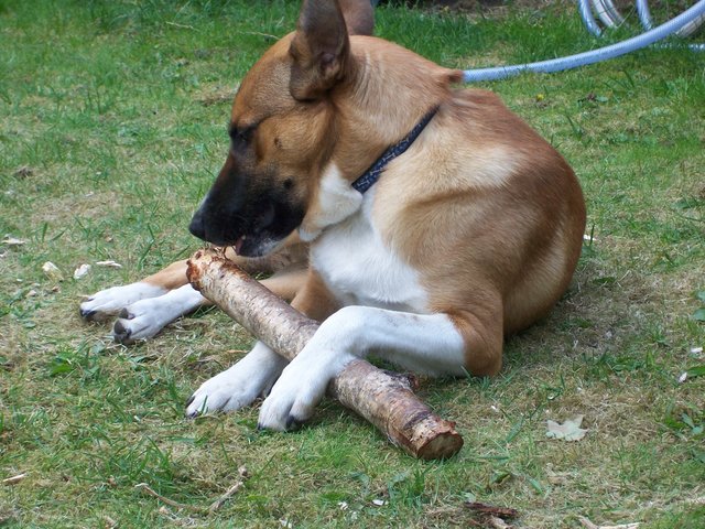 Ich mach schon mal das Brennholz klein