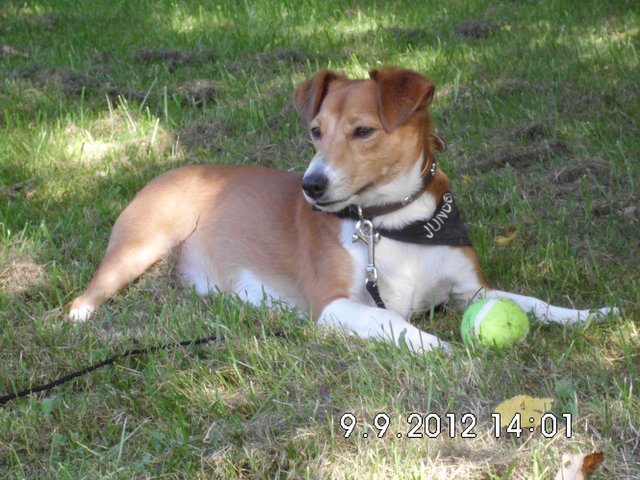 Chico "Ich tuh doch nix, ausser in der Sonne chillen !"