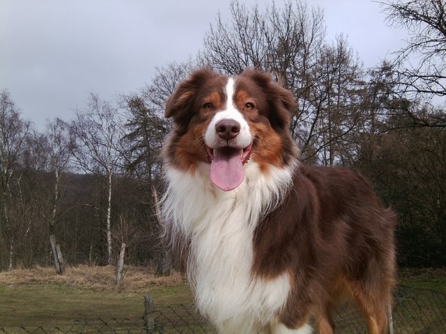 Cheyenne "An Angel Aussies"