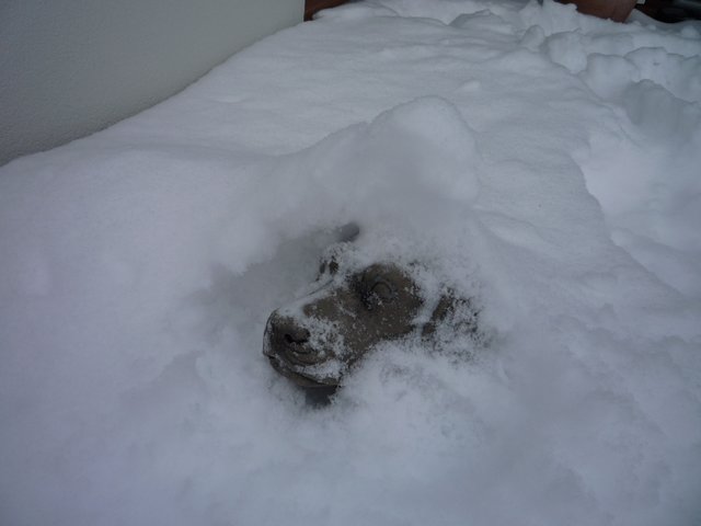 Jetzt habe ich die Nase voll, vom Schnee !