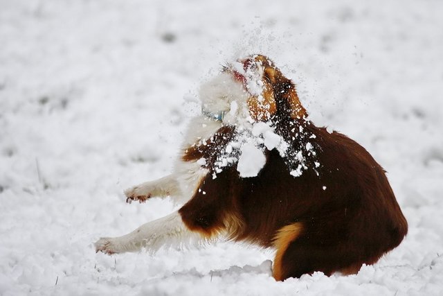 Cookie und der Schneeball