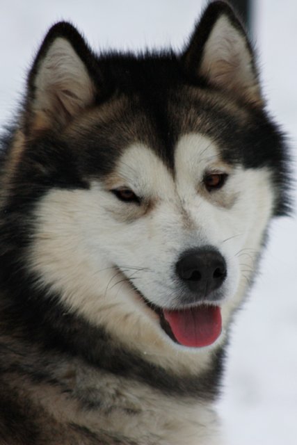 mein schönster hund
