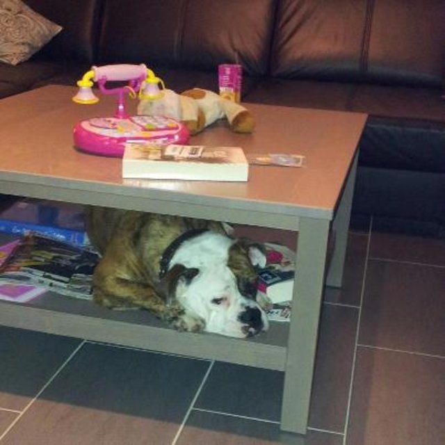 Darka spielt verstecken...
