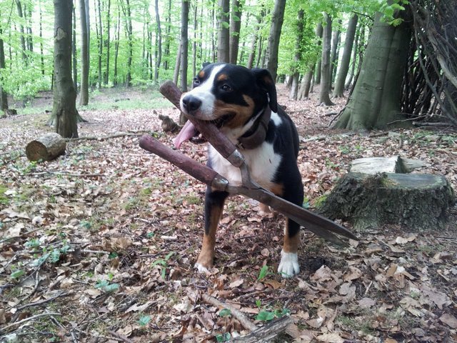 Aika at work. Dieses unscheinbare "Arbeitsgerät" hat meine Hündin im Wald gefunden. Aber unsere Hecke schneiden wollte sie dann nicht. "Nicht arbeiten, nur spielen" war ihr Motto.