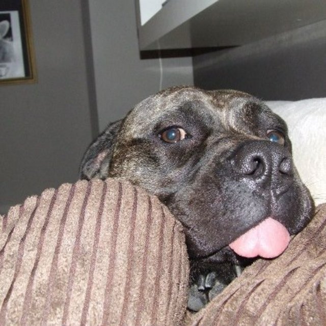 "Runter von der Couch!" - Frida's Meinung dazu;-)