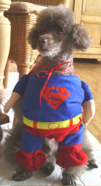 SUPER-PURZEL - Keine Angst...Kostüm ist nur kurz fürs Foto angezogen worden.