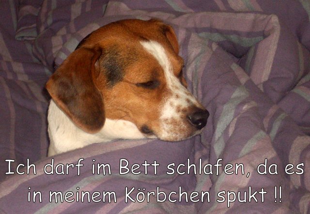 " Ich darf im Bett schlafen, da es in meinem Körbchen spukt !"