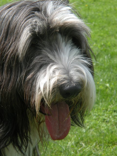 Birdi....Collie