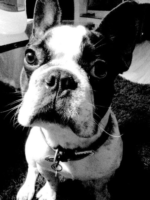 taysons ich tue nix-lieb mich Blick