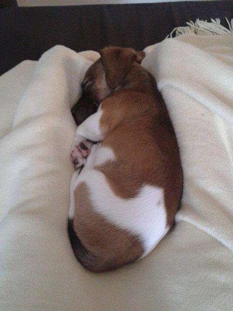 Rocky in seiner Lieblingsschlafposition
