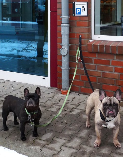 Auf dem neuen Hundeparkplatz ist nicht los!