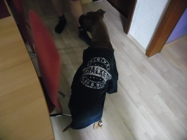 Ich geh auf Schalke und du?