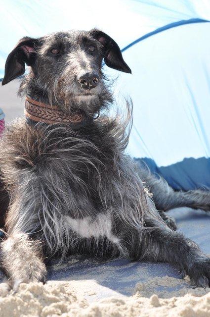ein windiger Sandhund