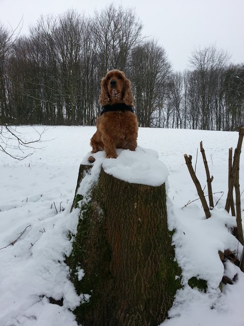 Hallo, Ich bin der Bonny und ich Liebe Schnee