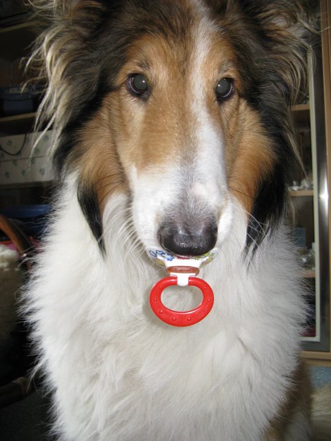 Collie Junior möchte trotz seiner 9 Jahre manchmal noch wie ein baby behandelt werden