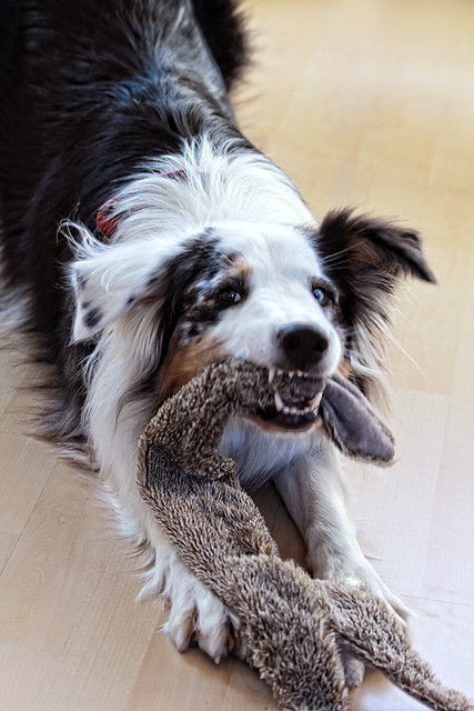 Ich tu´nix - ich will nur spielen! :)