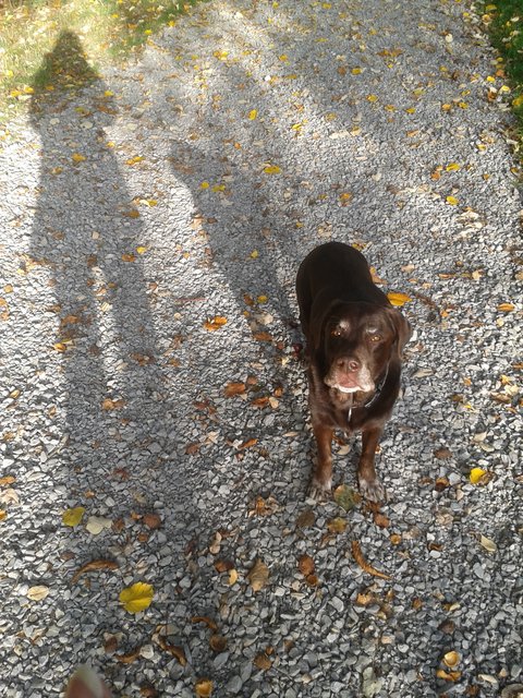 Schattenspiel