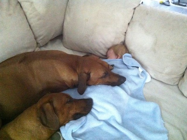 Unsere Ridgebacks schmusen unseren Nachwuchs als wäre es ihr eigener :-)