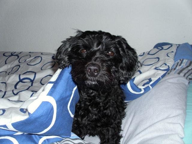 Wer wagt es mich zu wecken ?