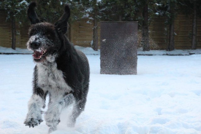 Osterhase? Ich mach hier den Schneehasen !!!!