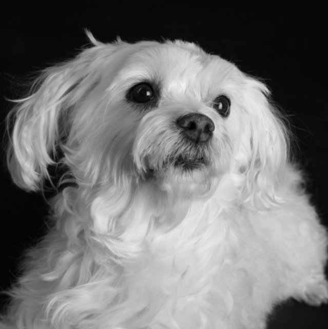 Kimba!Ich tu nix,aber ich weiß,dass ich die Schönste bin!