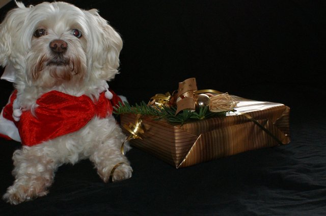 Kira mit Weihnachtsgeschenk