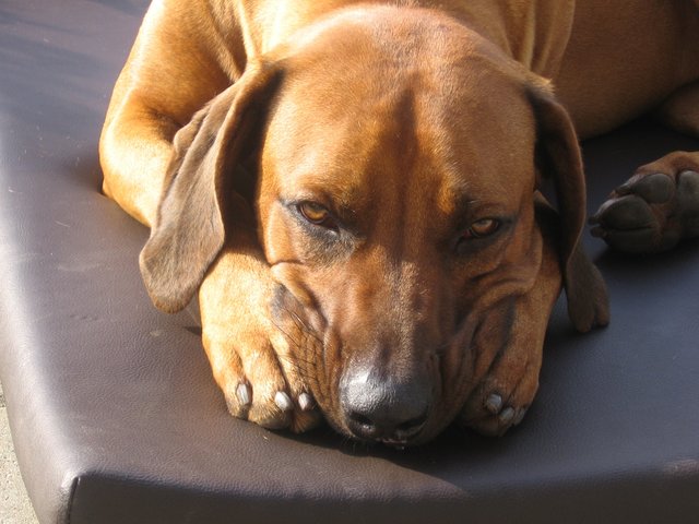 Der TUT echt nix!!!!!!!!!!!!!!!!!!!!!!!!!!!!Gruss von Emily mit "Marley"!!!!!!!!!!!!