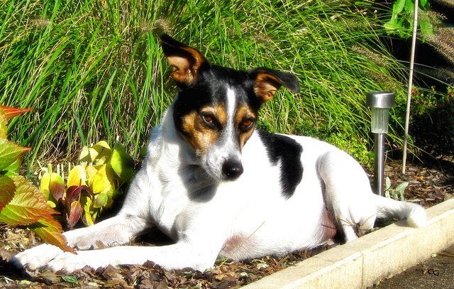 Berry_liebt Sonnenbäder