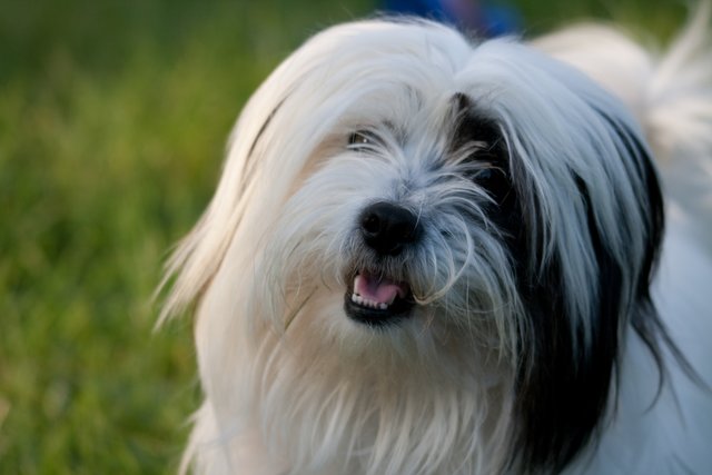 Murphy