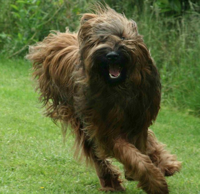 Briard