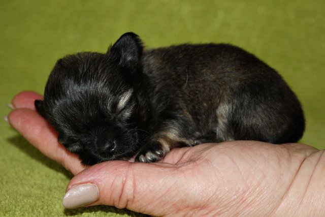 Chihuahua-Zwerg Will Scarlett vom kleinen Jasterhof