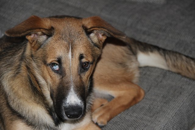 Was ich darf gar nicht auf die Couch?? Wenn ich ein bisschen lieb gucke darf ich vielleicht bleiben.