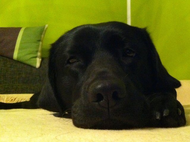 Hab mich lieb