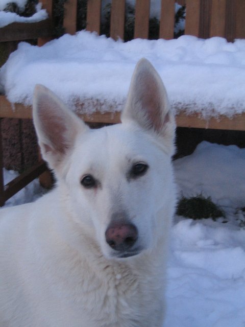 Mara im Schnee
